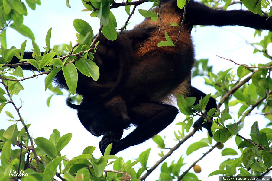 Cahuita & Cahuita National Park Кауита, Коста-Рика