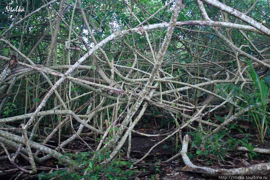 Cahuita & Cahuita National Park Кауита, Коста-Рика