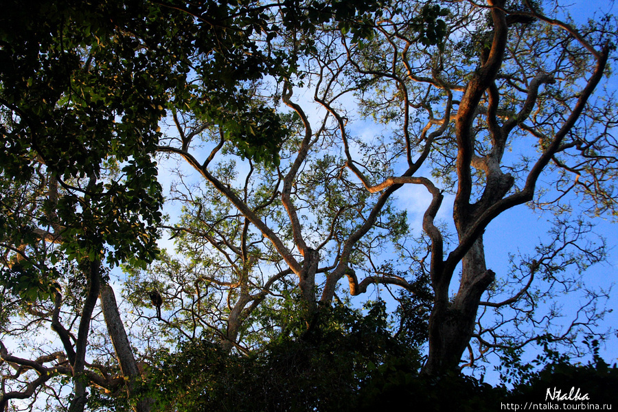 Cahuita & Cahuita National Park Кауита, Коста-Рика