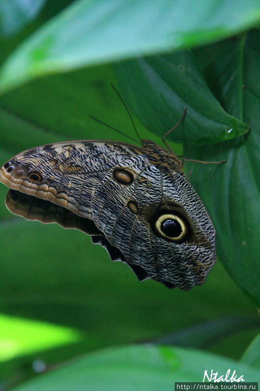 Cahuita & Cahuita National Park Кауита, Коста-Рика