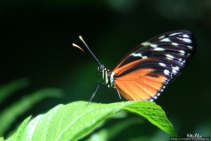 Cahuita & Cahuita National Park Кауита, Коста-Рика