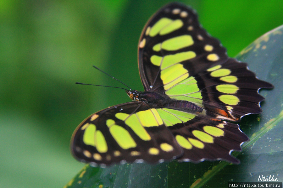 Cahuita & Cahuita National Park Кауита, Коста-Рика