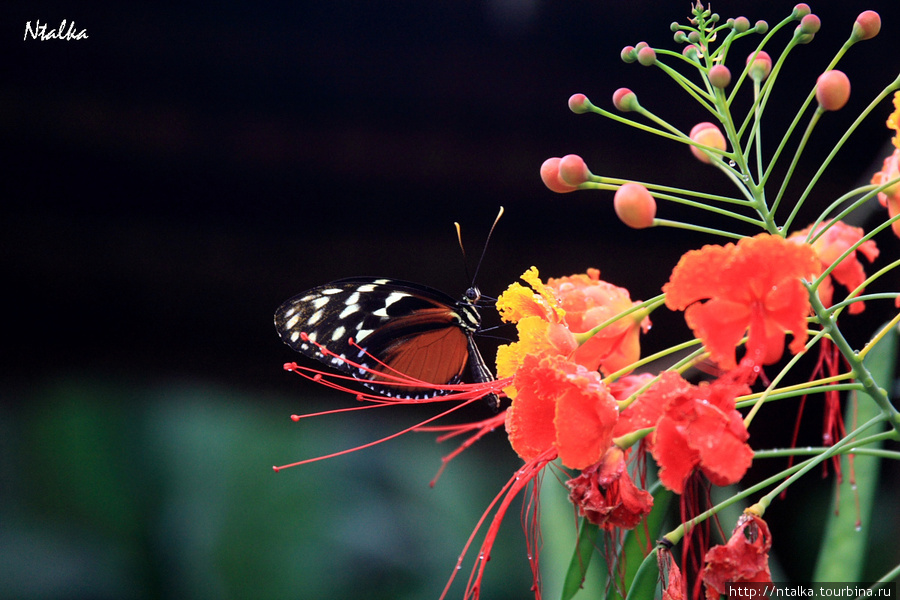 Cahuita & Cahuita National Park Кауита, Коста-Рика