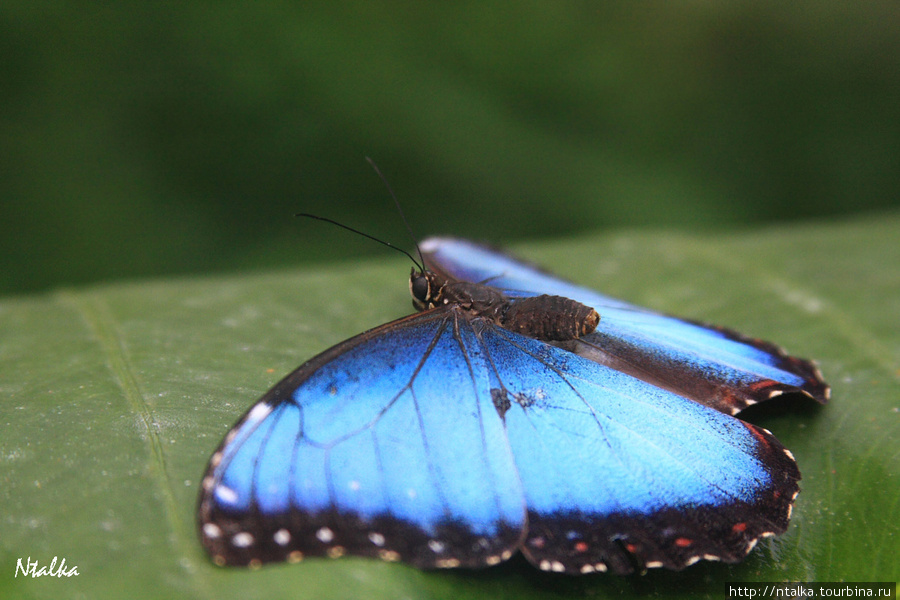 Cahuita & Cahuita National Park Кауита, Коста-Рика