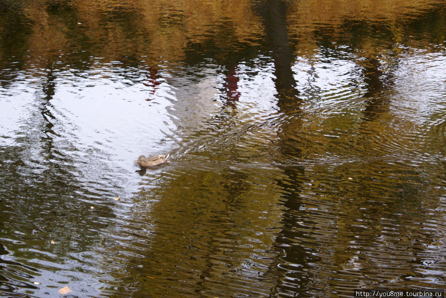 утки в городском канале Рига, Латвия