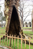 Дерево с дуплом во дворце Топкапы