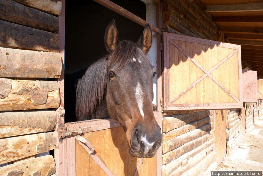 Лошадь в стойле Эгейский регион, Турция