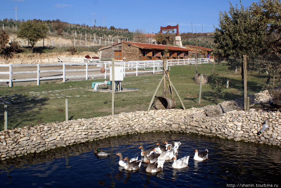 Пруд с утками на лошадиной ферме Эгейский регион, Турция