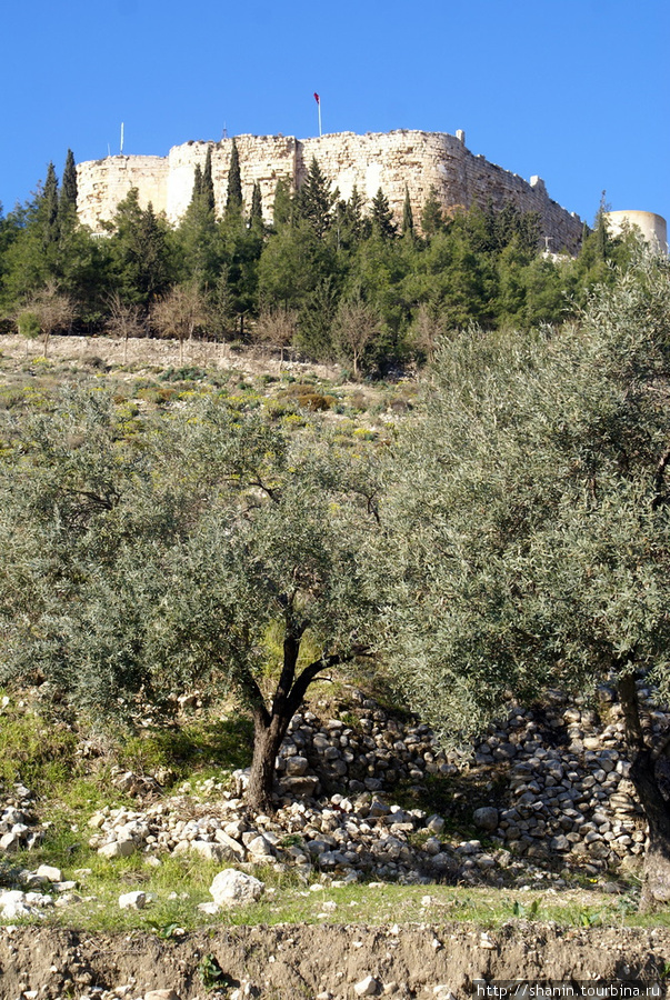 Оливковая роща и крепость
