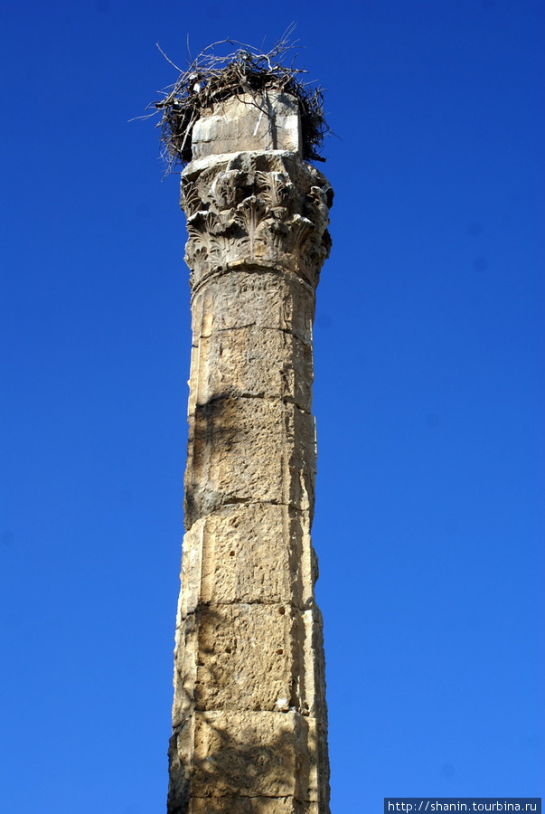Колонна храма Юпитера в Силифке Силифке, Турция