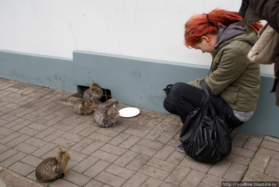 покормите кошек Рига, Латвия