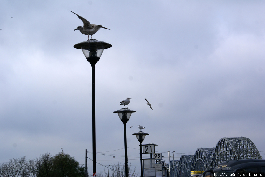 чайки на городском автовокзале Рига, Латвия