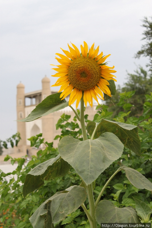 Солнечный цветок Бухара, Узбекистан