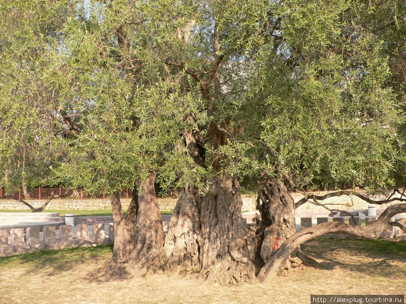 Говорят, что этой оливе более 2000 лет. Бар, Черногория
