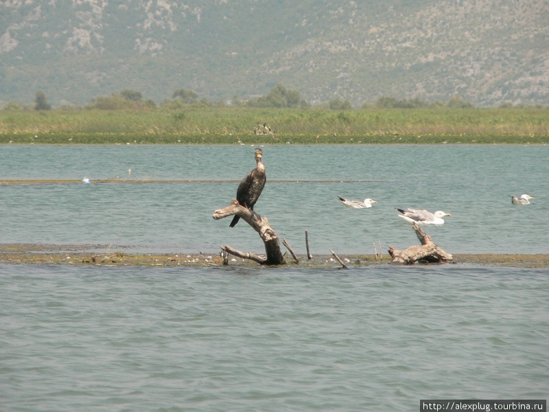 Бакланы, чайки, крачки, цапли абсолютно не боятся лодок с туристами. Бар, Черногория
