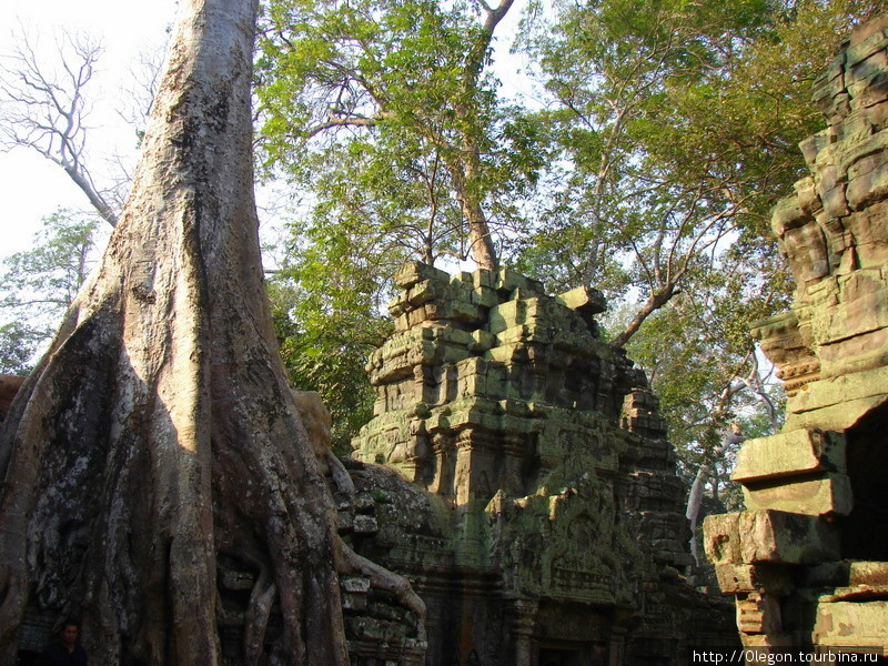 Храм и джунгли Ангкор (столица государства кхмеров), Камбоджа