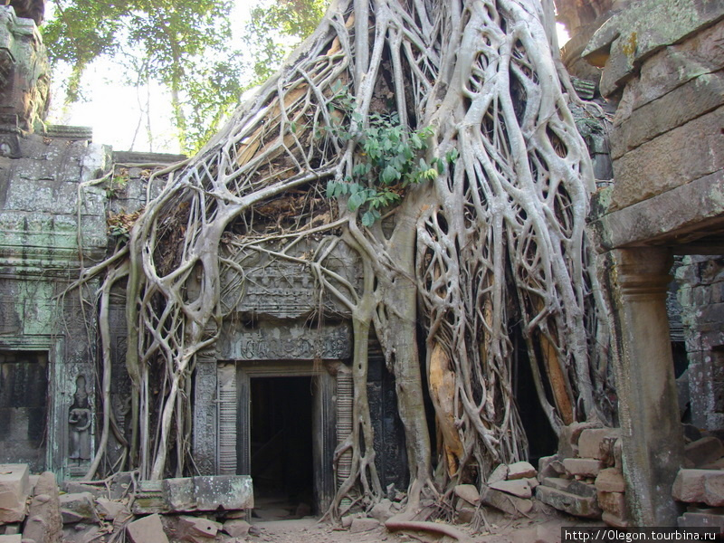 В обнимку с природой Ангкор (столица государства кхмеров), Камбоджа