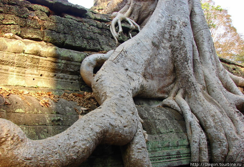 Корни деревьев в Та Пром Ангкор (столица государства кхмеров), Камбоджа