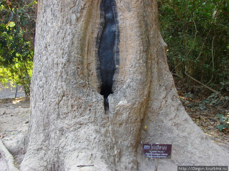 Сок дерева пахнет нефтью и даже горит Ангкор (столица государства кхмеров), Камбоджа