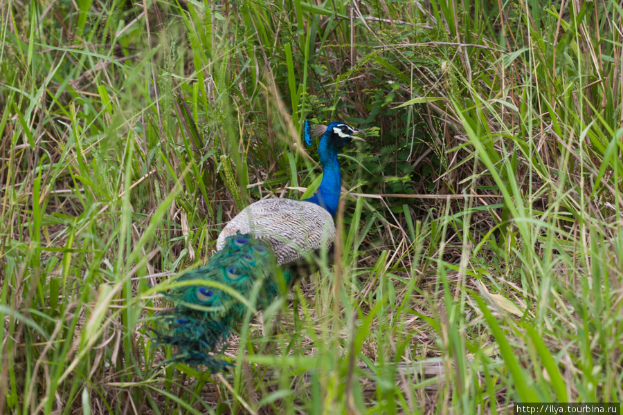 Национальный парк Уда Валаве Ратнапура, Шри-Ланка