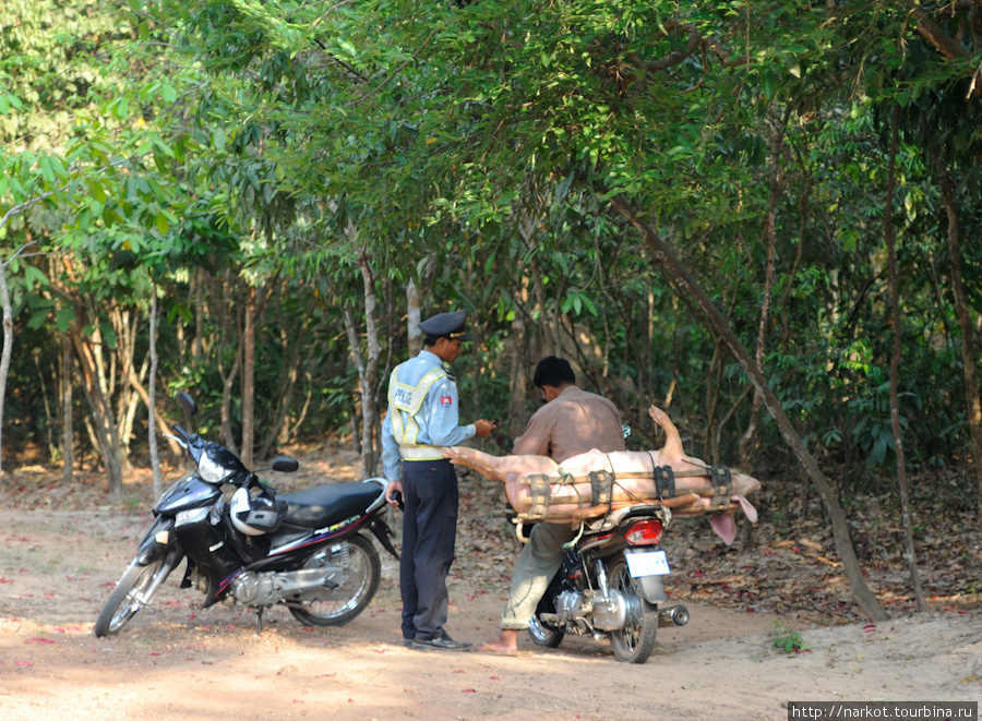 штраф -взятка за неправильную перевозку животных, хотя все пользуются мопедпами. Сиемреап, Камбоджа