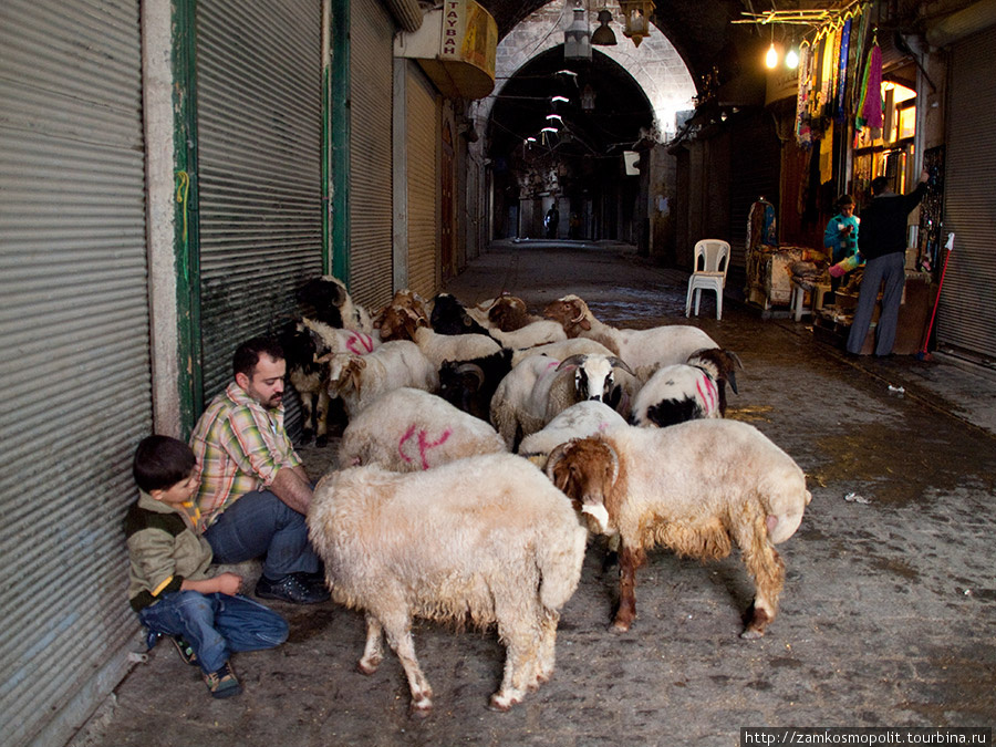 Во время Курбан-Байрама рядом с бойнями продавали баранов, которых каждый желающий мог купить для жертвы. Средняя цена — 200 евро. Алеппо, Сирия
