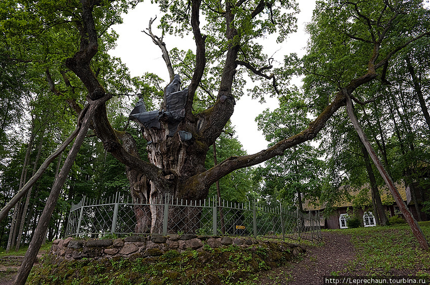 Стельмужский дуб — самый старый в Европе Стельмуже, Литва