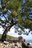 Дерево на берегу моря у Фаселиса