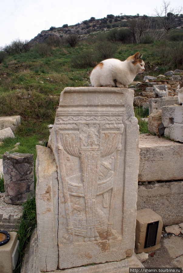 Кошка на руинах Эфес античный город, Турция