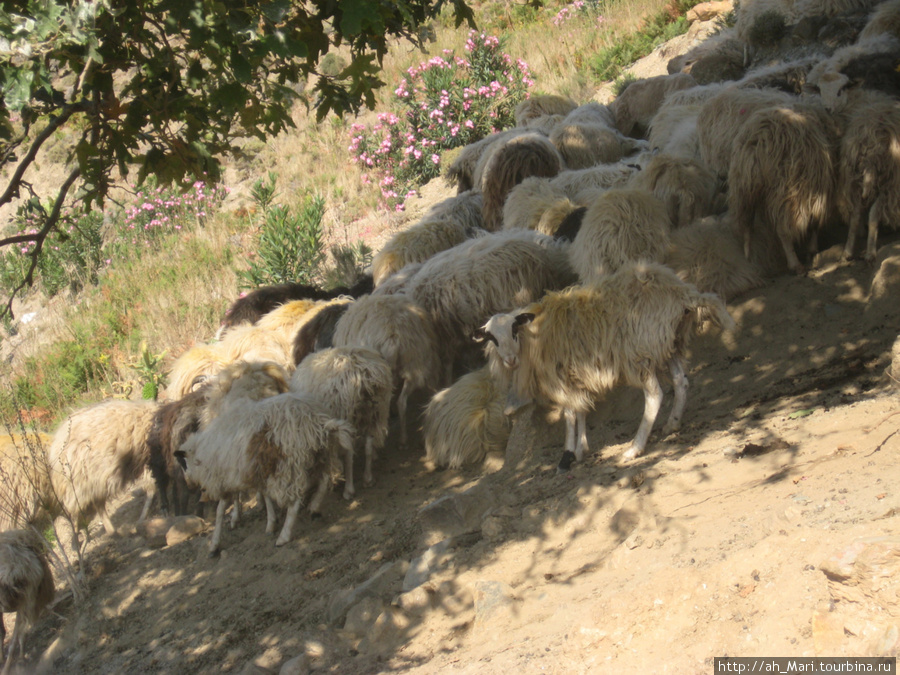Овцы и козы встречаются на Крите чаще, чем люди... Хания, Греция