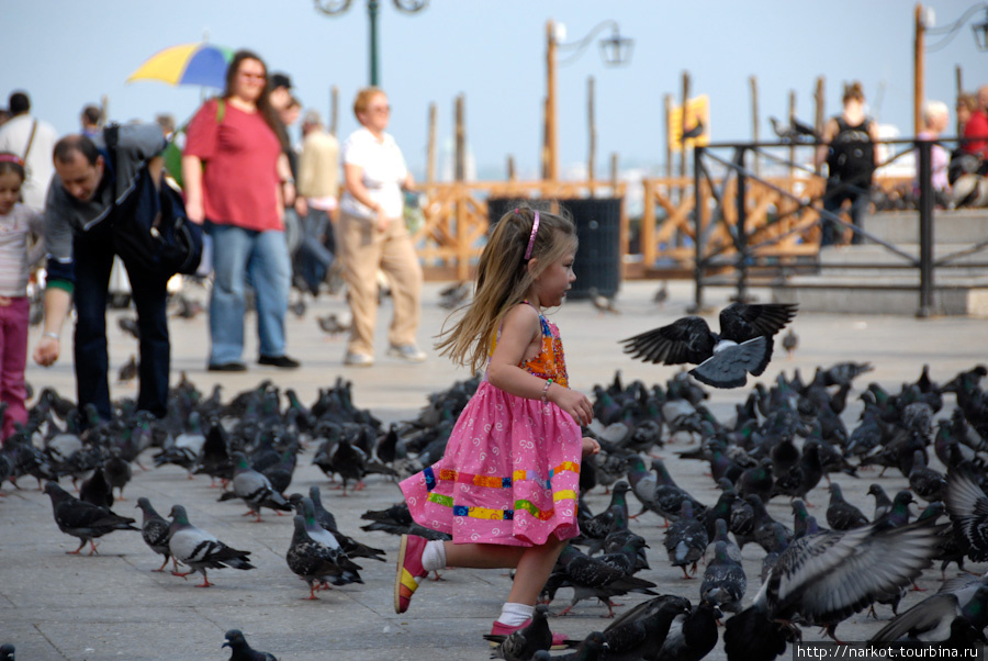 Венеция и голуби Венеция, Италия
