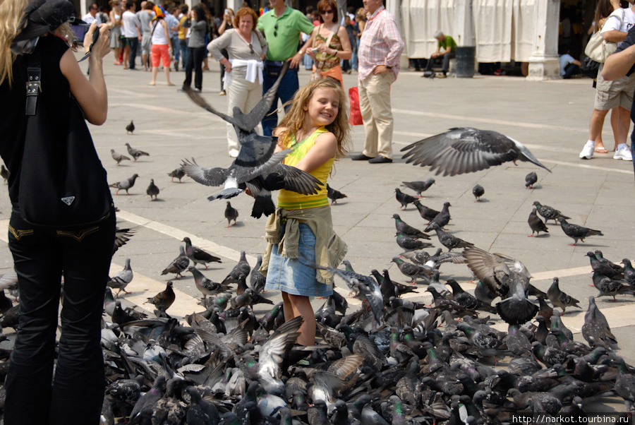 Хср кошка среди голубей. Голуби на площади Сан-Марко в Венеции. Много голубей площадь. Голуби на площади. Площадь в Венеции с голубями.