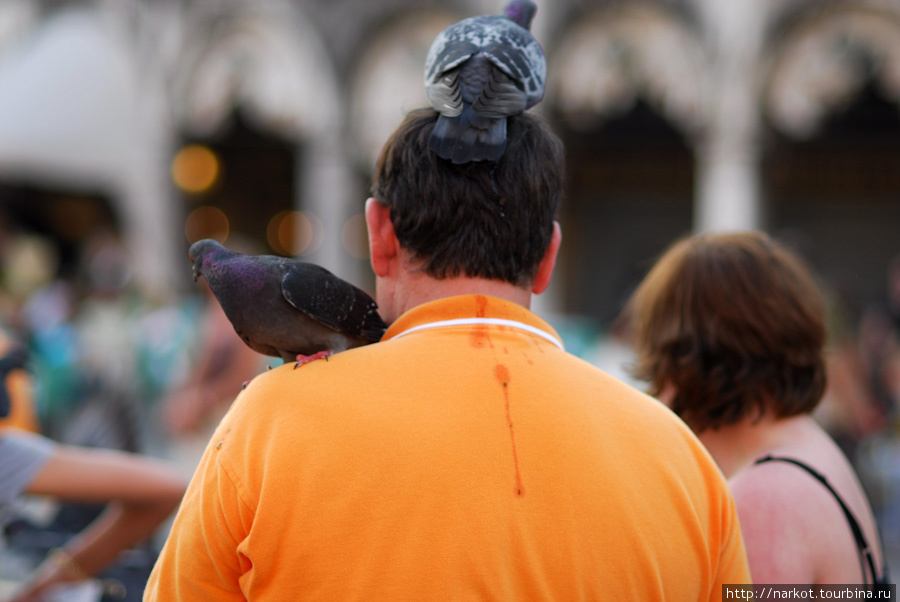 иногда голуби гадят Венеция, Италия