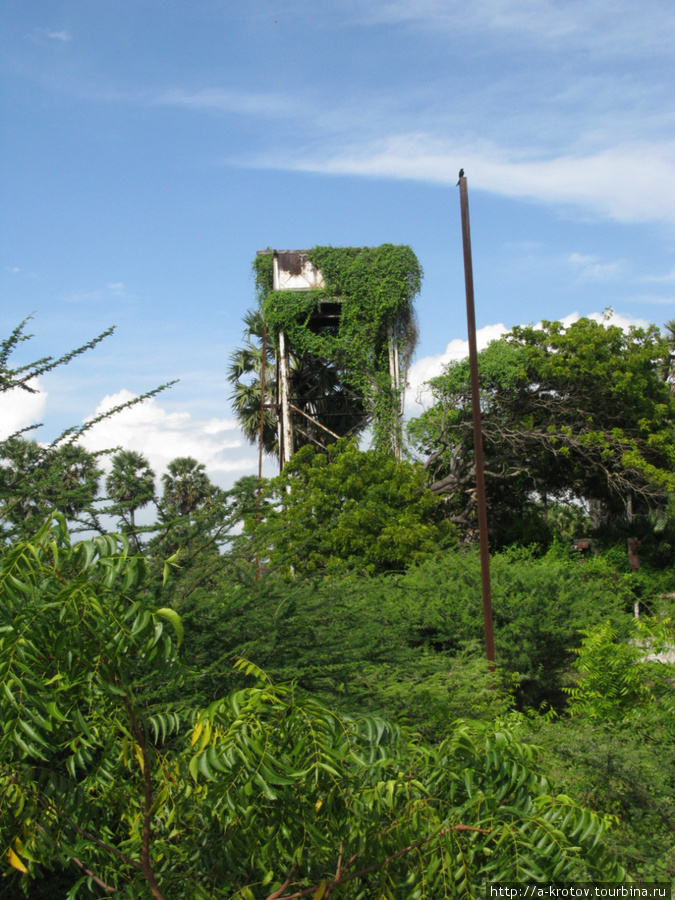 Так тропическая зелень зарастает все постройки, если ее не счищать Маннар, Шри-Ланка