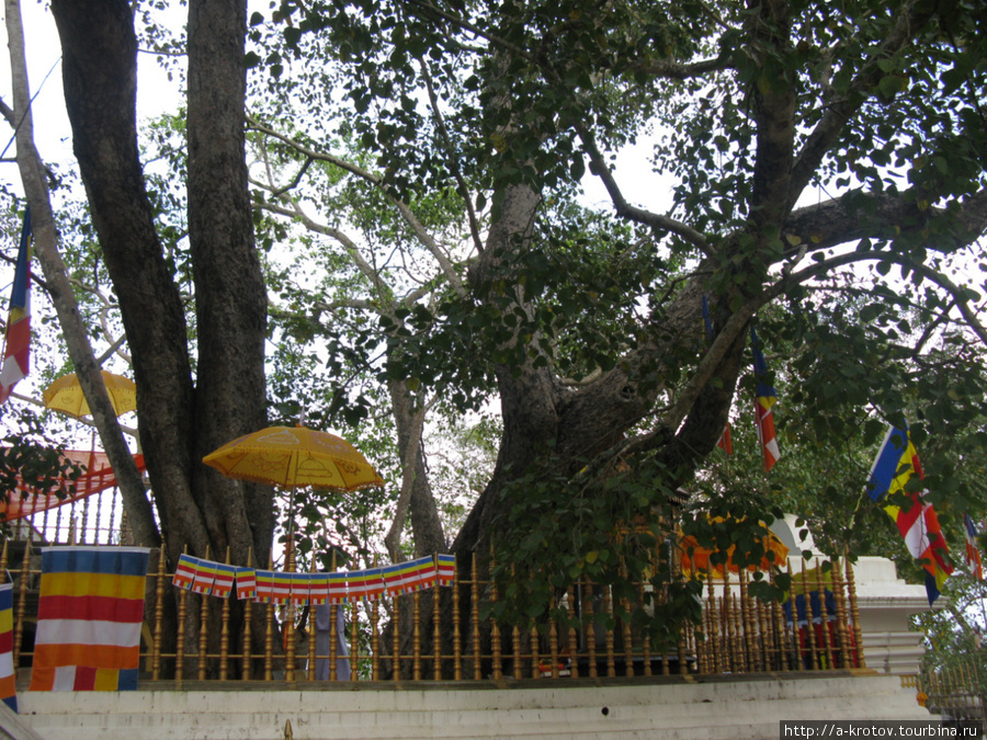 Священное дерево Бодхи в центре города А. Анурадхапура, Шри-Ланка