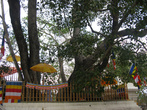 Священное дерево Бодхи в центре города А.