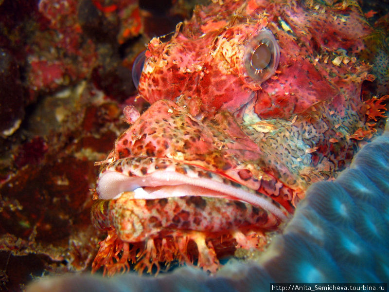 Рыбы андаманского моря фото с названиями