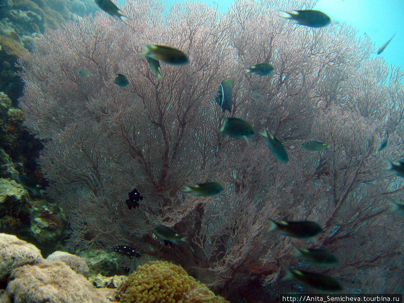Подводный мир Андаманского моря Таиланд