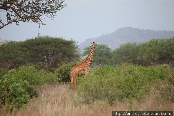Национальный парк Тцаво Национальный парк Восточный Цаво, Кения