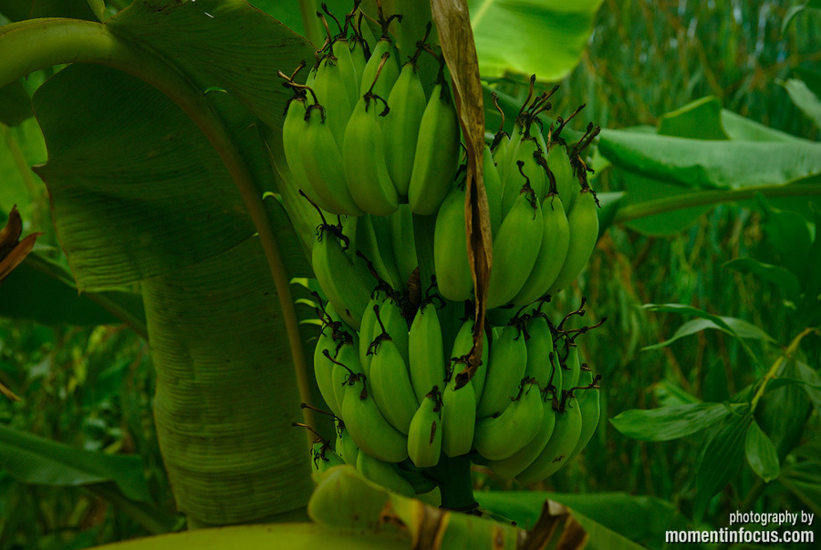 банановые рощи Нячанг, Вьетнам