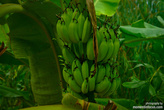 банановые рощи