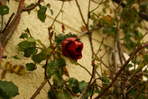 31 декабря на Гризанском кладбище цвели розы