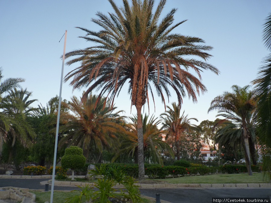 Playa de las Américas где-то в центре города Остров Тенерифе, Испания