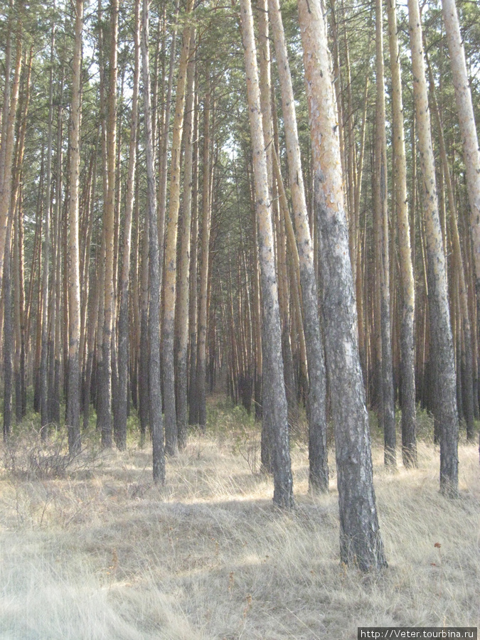 В пригороде Омска сосновые лесопосадки достаточно редкое явление. Омск, Россия