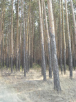 В пригороде Омска сосновые лесопосадки достаточно редкое явление.