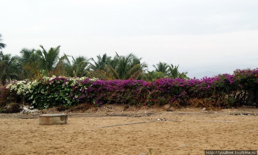 изгородь из кустарника Бужумбура, Бурунди