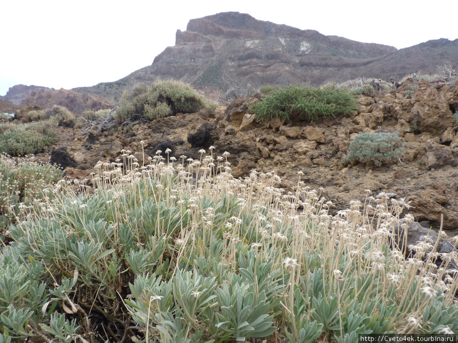 Тенерифе-экскурсия на вулкан El Teide. Остров Тенерифе, Испания