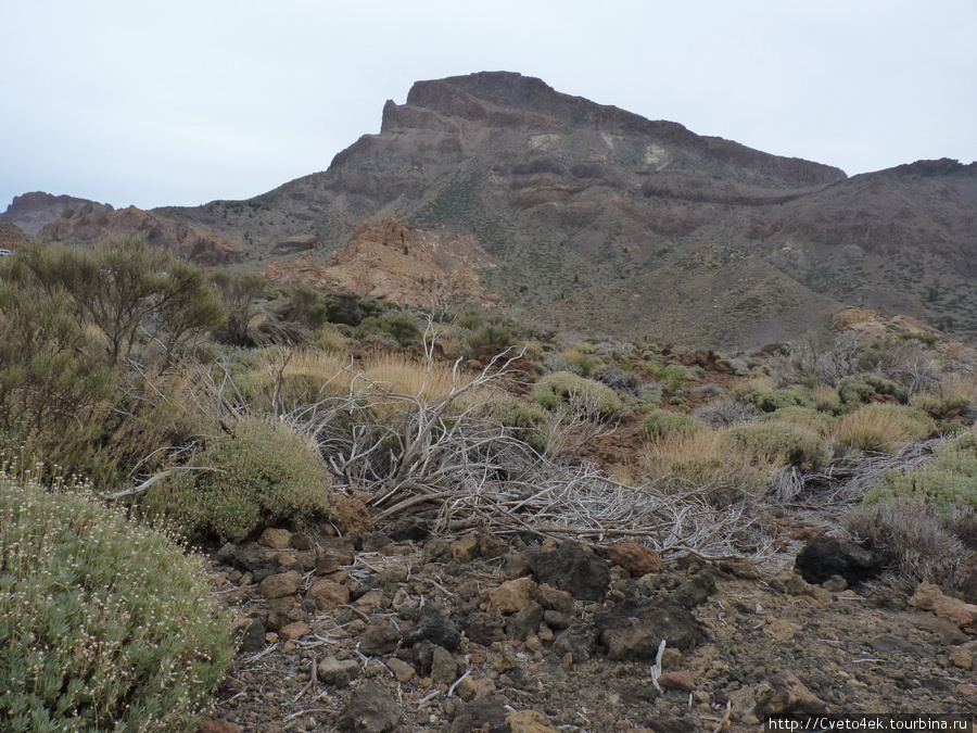 Тенерифе-экскурсия на вулкан El Teide. Остров Тенерифе, Испания