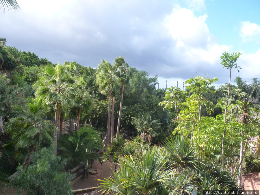 Тенерифе-Jungle park.