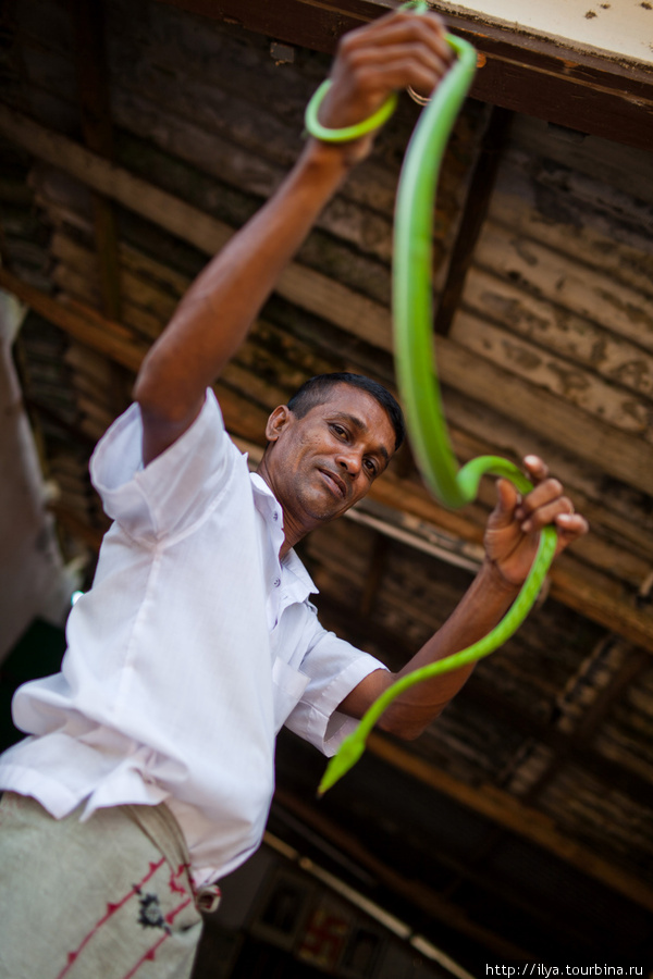Укротитель змей Южная провинция, Шри-Ланка